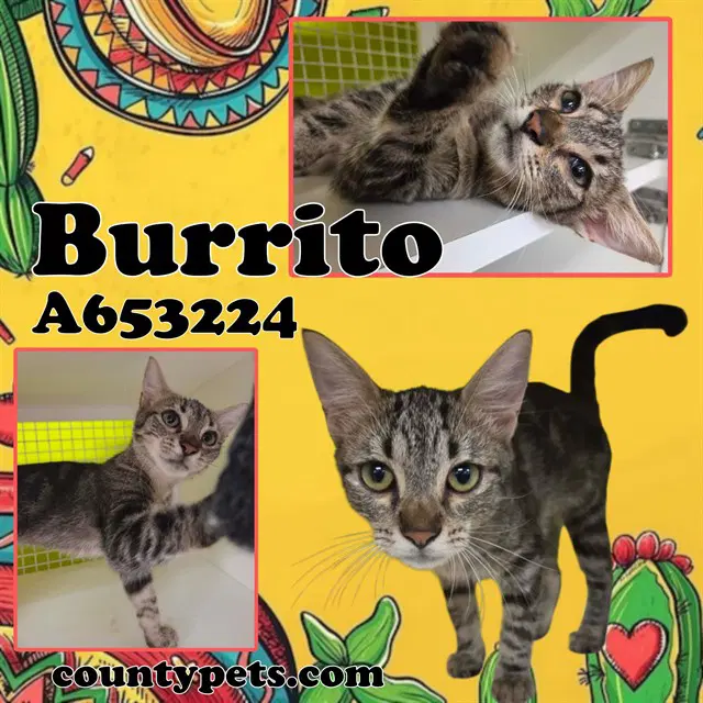 Burrito - Domestic Short Hair