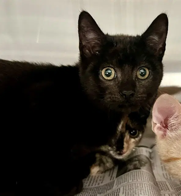 Callie image 1