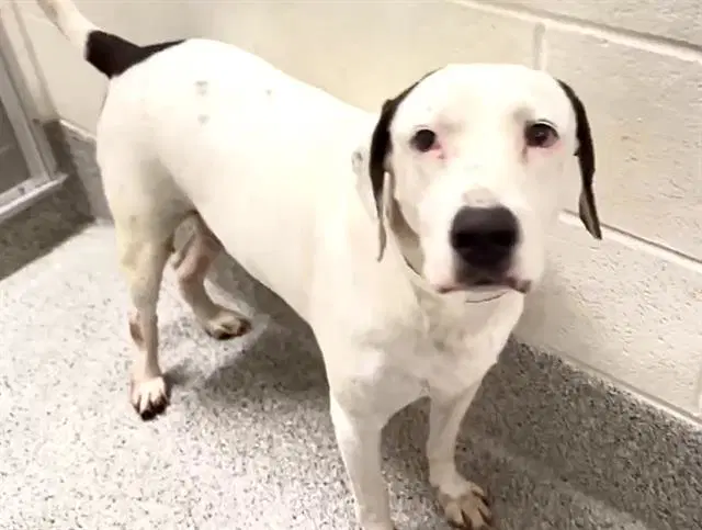 Trace - Labrador Retriever