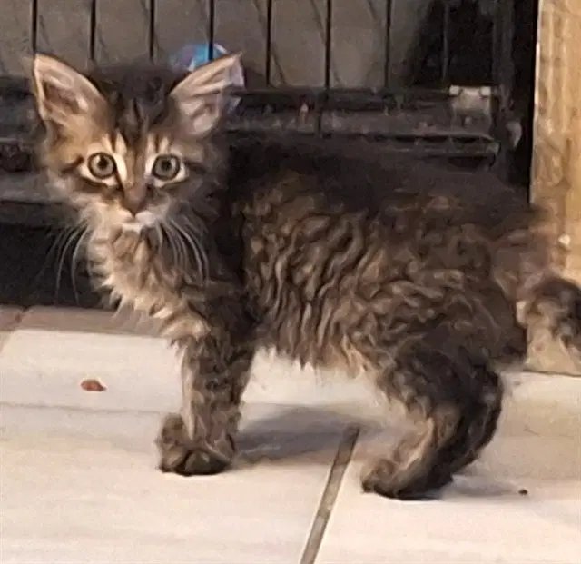 Timber - Domestic Short Hair