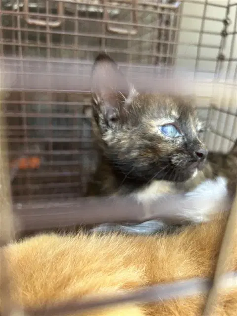 Peach - Domestic Short Hair