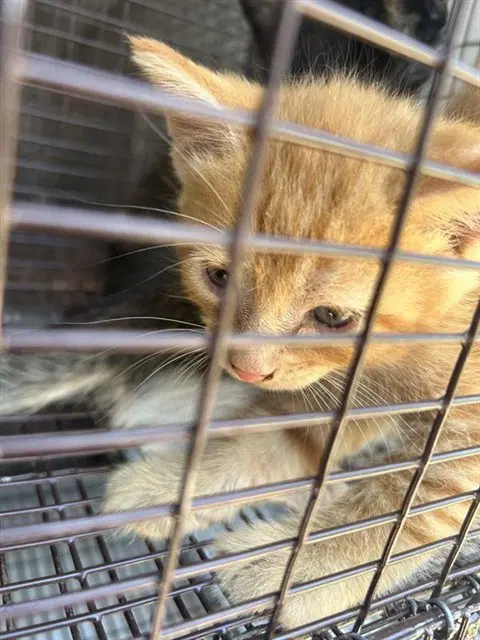 Mango - Domestic Short Hair