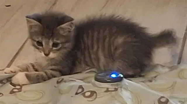 Creature - Domestic Medium Hair