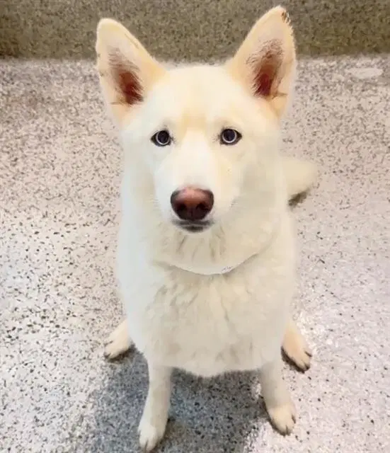 Harmony - Husky