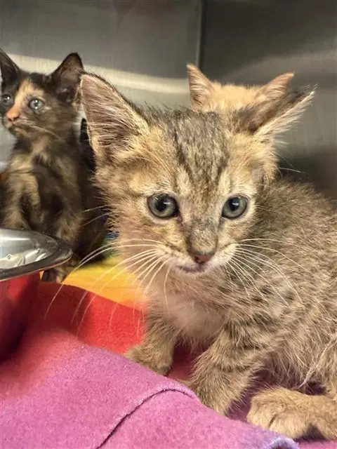 Unknown - Domestic Short Hair