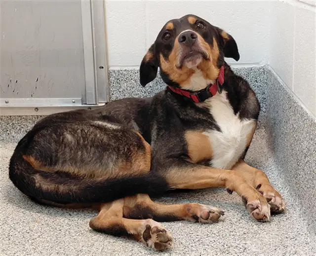 Dexter - Rottweiler