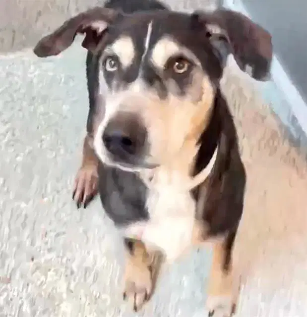 Charlie - Catahoula Leopard Dog