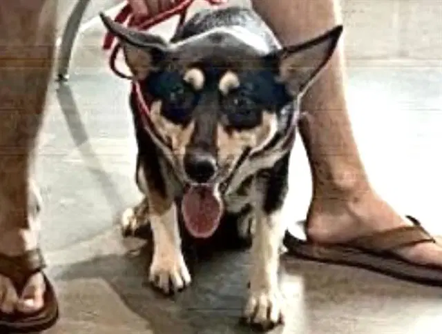 Viper - German Shepherd Dog