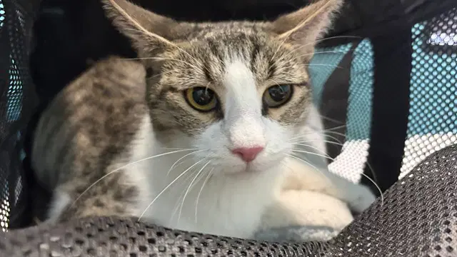 Storm - Domestic Short Hair