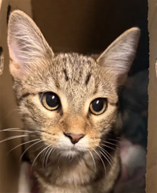Goldie - Domestic Short Hair