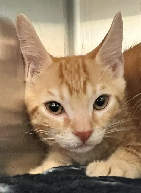 Gingee - Domestic Short Hair