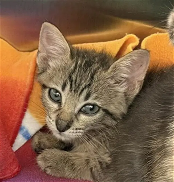 Unknown - Domestic Short Hair