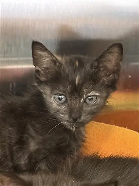 Unknown - Domestic Short Hair