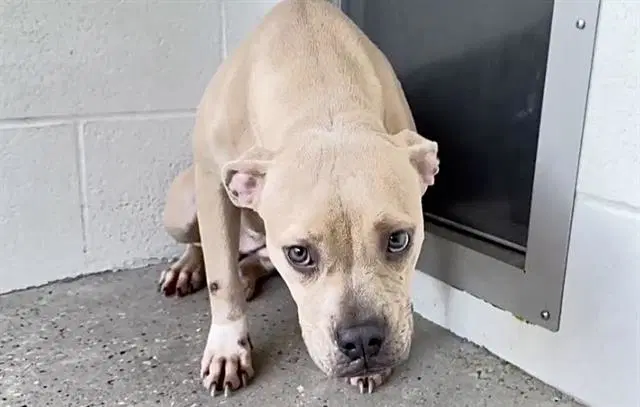 Wilma - Pit Bull Terrier