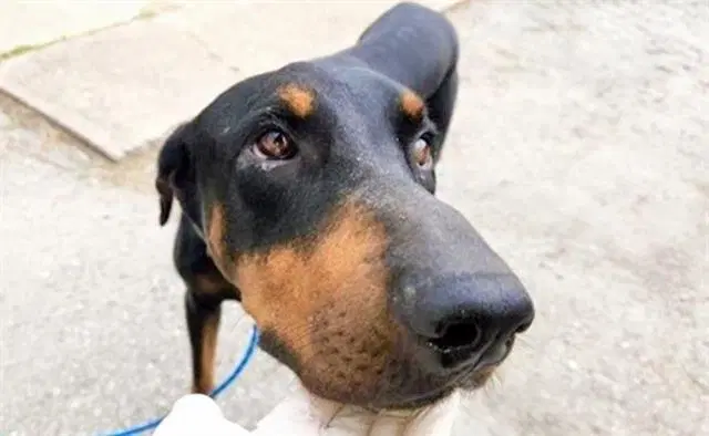 Unknown - Doberman Pinscher