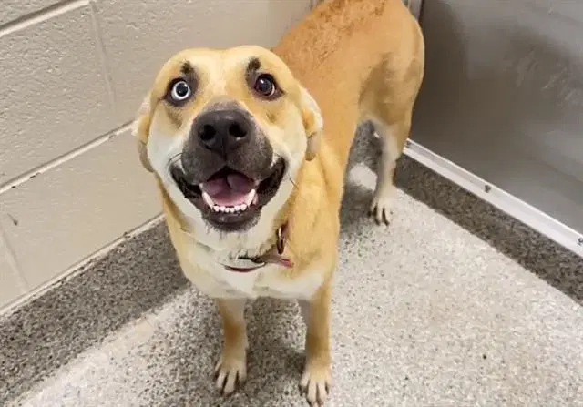 Laney - Labrador Retriever
