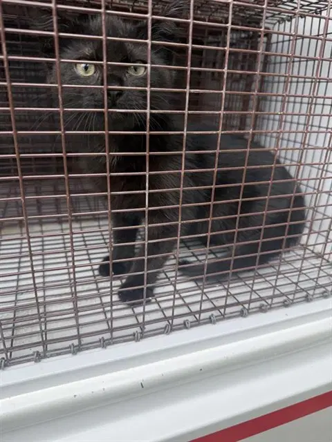 Unknown - Domestic Short Hair