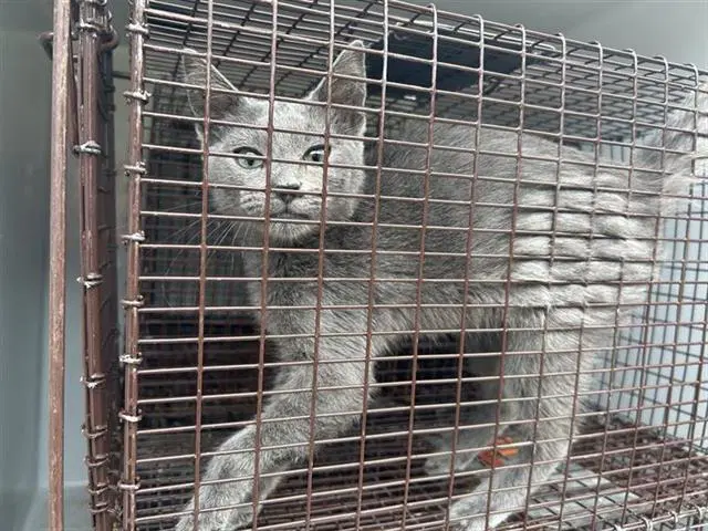 Unknown - Domestic Short Hair