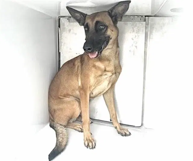 Unknown - Belgian Shepherd Malinois