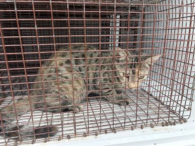 Unknown - Domestic Short Hair