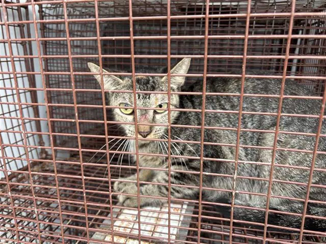 Unknown - Domestic Short Hair