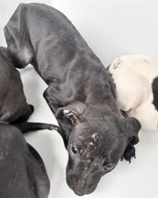Unknown - Pit Bull Terrier