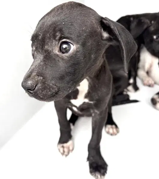 Unknown - Pit Bull Terrier