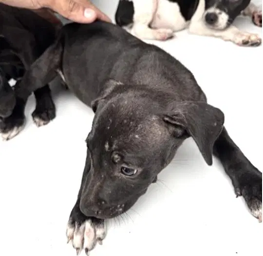 Unknown - Pit Bull Terrier