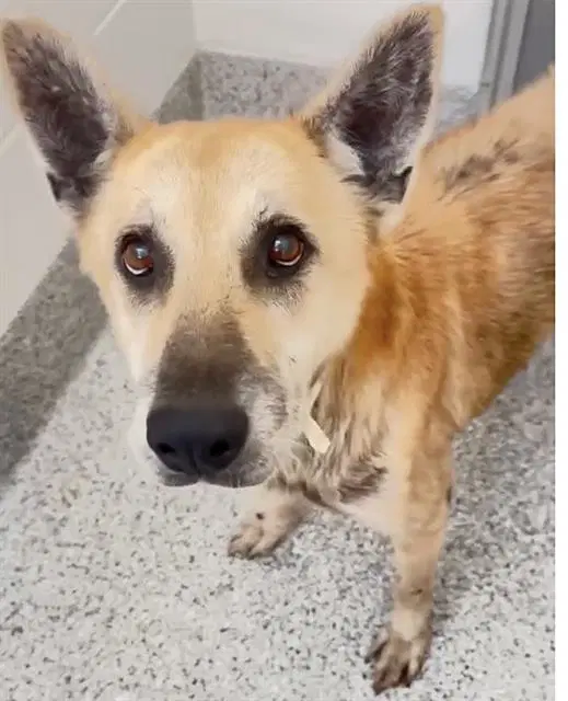 Ruthie - German Shepherd Dog