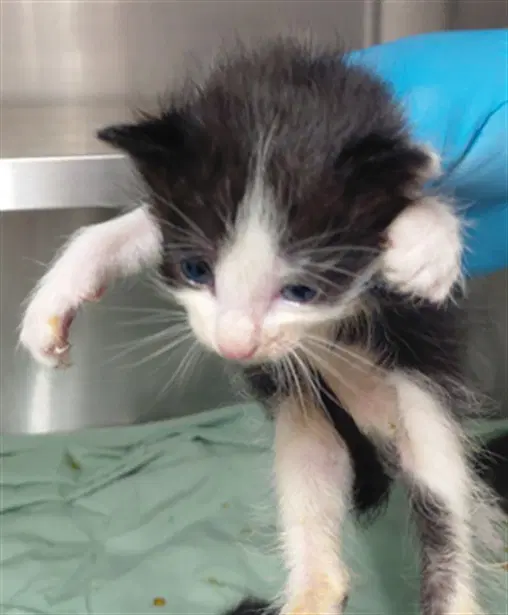 Unknown - Domestic Short Hair
