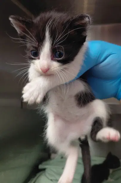 Unknown - Domestic Short Hair