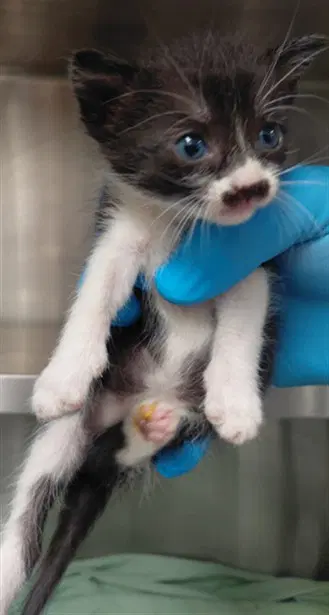 Unknown - Domestic Short Hair