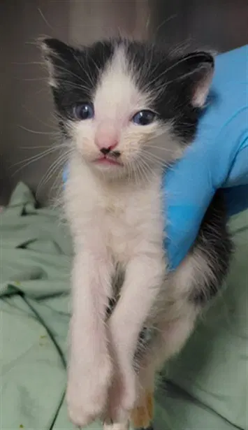 Unknown - Domestic Short Hair