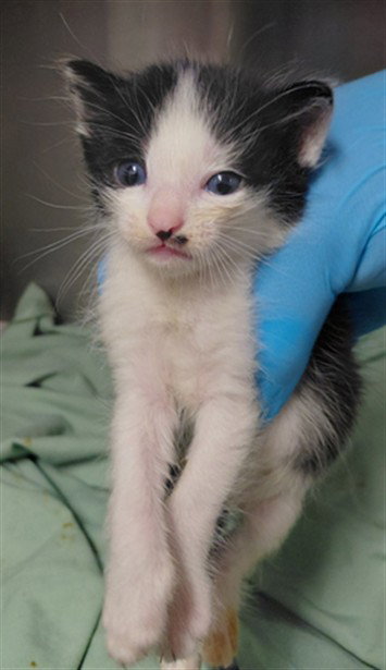 A661300, a cat for adoption from Harris County Pets