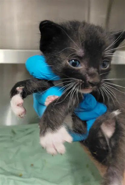 Unknown - Domestic Short Hair