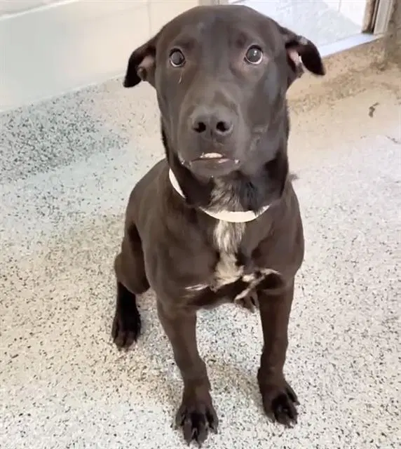 Tonny - Labrador Retriever