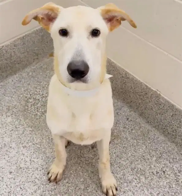 Noodle - Labrador Retriever