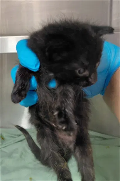Unknown - Domestic Short Hair