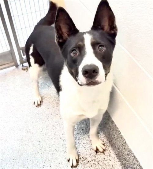 BAXTER, a dog for adoption from Harris County Pets