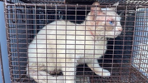 BELLE, a cat for adoption from Harris County Pets