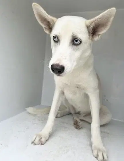 Unknown - Husky