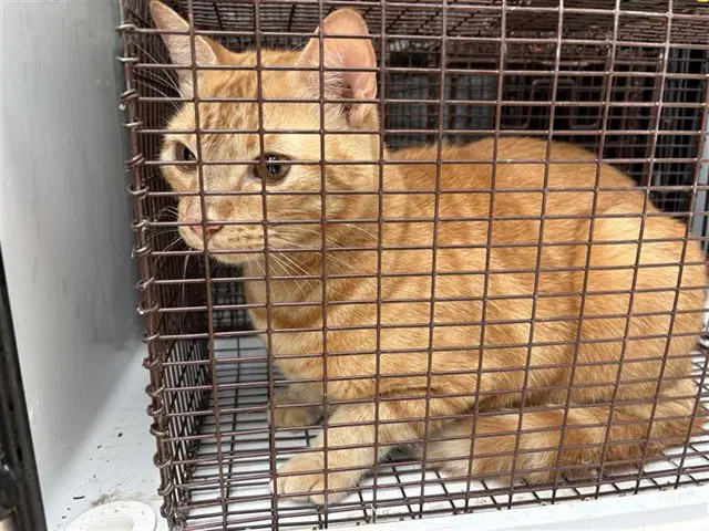 Canelo - Domestic Short Hair