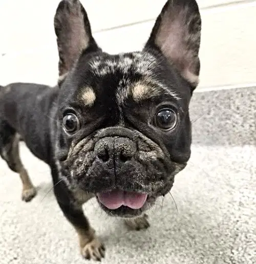 Zyro - French Bulldog