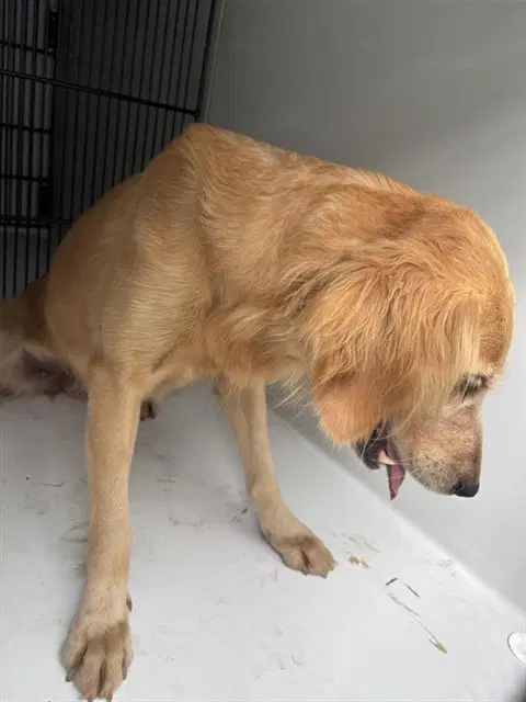 Unknown - Golden Retriever