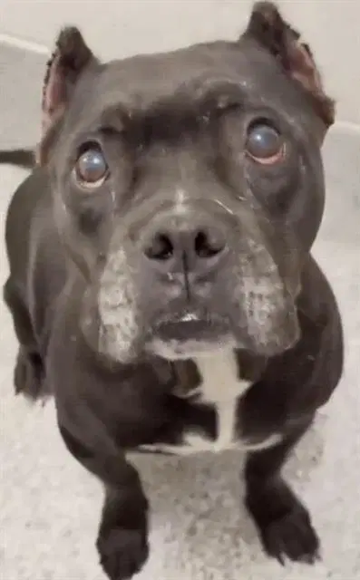 Unknown - American Bulldog