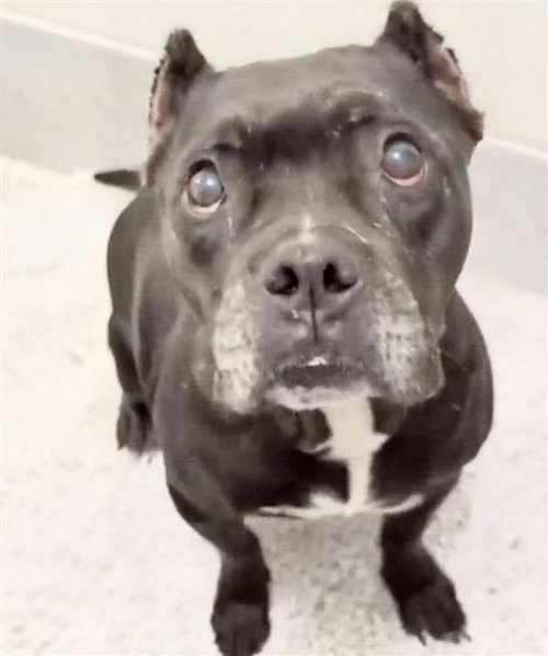 THELMA, a dog for adoption from Harris County Pets