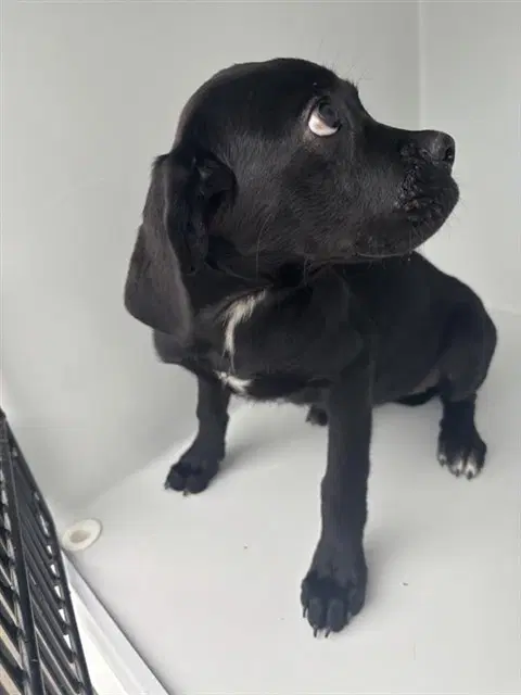 Unknown - Labrador Retriever