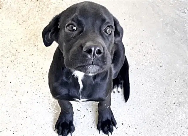 Mouse - Labrador Retriever