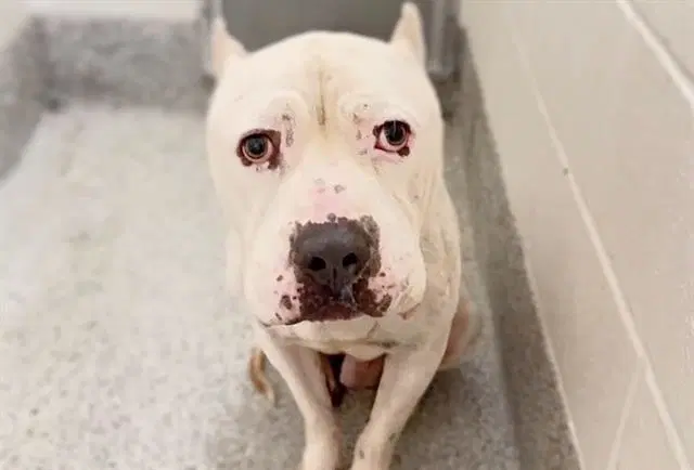 Taz - Dogo Argentino