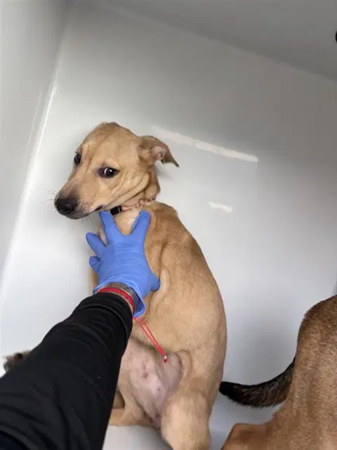 Unknown - Labrador Retriever